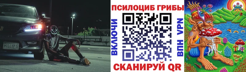 Галлюциногенные грибы Psilocybe купить наркоту Шадринск